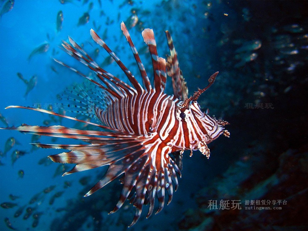 普吉游艇租賃 皇帝島 珊瑚島 香蕉海灘